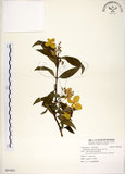 中文名:華八仙(S091862)學名:Hydrangea chinensis Maxim.(S091862)英文名:Chinese Hydrangea