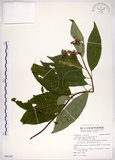 中文名:華八仙(S092247)學名:Hydrangea chinensis Maxim.(S092247)英文名:Chinese Hydrangea