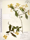 中文名:華八仙(S092455)學名:Hydrangea chinensis Maxim.(S092455)英文名:Chinese Hydrangea