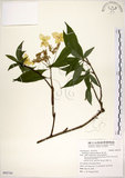 中文名:華八仙(S092745)學名:Hydrangea chinensis Maxim.(S092745)英文名:Chinese Hydrangea