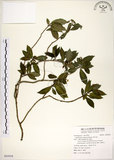 中文名:華八仙(S092958)學名:Hydrangea chinensis Maxim.(S092958)英文名:Chinese Hydrangea