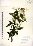 中文名:華八仙(S093064)學名:Hydrangea chinensis Maxim.(S093064)英文名:Chinese Hydrangea