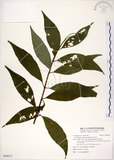 中文名:華八仙(S094612)學名:Hydrangea chinensis Maxim.(S094612)英文名:Chinese Hydrangea