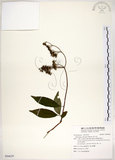 中文名:華八仙(S094629)學名:Hydrangea chinensis Maxim.(S094629)英文名:Chinese Hydrangea