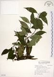 中文名:華八仙(S095540)學名:Hydrangea chinensis Maxim.(S095540)英文名:Chinese Hydrangea