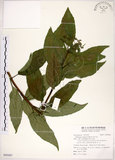 中文名:華八仙(S095683)學名:Hydrangea chinensis Maxim.(S095683)英文名:Chinese Hydrangea