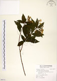 中文名:華八仙(S096714)學名:Hydrangea chinensis Maxim.(S096714)英文名:Chinese Hydrangea