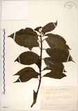 中文名:華八仙(S099177)學名:Hydrangea chinensis Maxim.(S099177)英文名:Chinese Hydrangea
