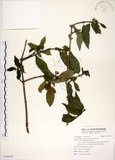 中文名:華八仙(S100545)學名:Hydrangea chinensis Maxim.(S100545)英文名:Chinese Hydrangea
