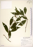 中文名:華八仙(S103250)學名:Hydrangea chinensis Maxim.(S103250)英文名:Chinese Hydrangea