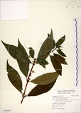 中文名:華八仙(S108505)學名:Hydrangea chinensis Maxim.(S108505)英文名:Chinese Hydrangea