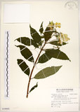 中文名:華八仙(S108682)學名:Hydrangea chinensis Maxim.(S108682)英文名:Chinese Hydrangea