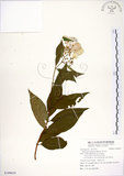 中文名:華八仙(S109034)學名:Hydrangea chinensis Maxim.(S109034)英文名:Chinese Hydrangea