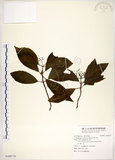 中文名:華八仙(S109170)學名:Hydrangea chinensis Maxim.(S109170)英文名:Chinese Hydrangea