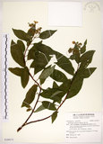 中文名:華八仙(S109171)學名:Hydrangea chinensis Maxim.(S109171)英文名:Chinese Hydrangea