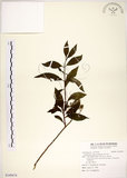 中文名:華八仙(S109474)學名:Hydrangea chinensis Maxim.(S109474)英文名:Chinese Hydrangea