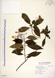 中文名:華八仙(S109476)學名:Hydrangea chinensis Maxim.(S109476)英文名:Chinese Hydrangea