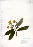 中文名:華八仙(S109477)學名:Hydrangea chinensis Maxim.(S109477)英文名:Chinese Hydrangea