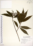 中文名:華八仙(S109478)學名:Hydrangea chinensis Maxim.(S109478)英文名:Chinese Hydrangea