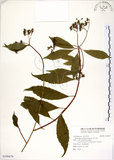 中文名:華八仙(S109479)學名:Hydrangea chinensis Maxim.(S109479)英文名:Chinese Hydrangea