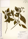 中文名:華八仙(S109481)學名:Hydrangea chinensis Maxim.(S109481)英文名:Chinese Hydrangea