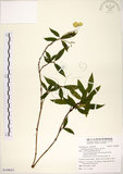 中文名:華八仙(S109653)學名:Hydrangea chinensis Maxim.(S109653)英文名:Chinese Hydrangea