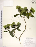 中文名:華八仙(S110553)學名:Hydrangea chinensis Maxim.(S110553)英文名:Chinese Hydrangea