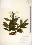 中文名:華八仙(S110862)學名:Hydrangea chinensis Maxim.(S110862)英文名:Chinese Hydrangea