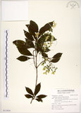 中文名:華八仙(S113034)學名:Hydrangea chinensis Maxim.(S113034)英文名:Chinese Hydrangea