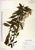 中文名:華八仙(S113632)學名:Hydrangea chinensis Maxim.(S113632)英文名:Chinese Hydrangea