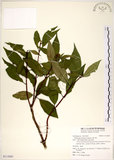 中文名:華八仙(S113691)學名:Hydrangea chinensis Maxim.(S113691)英文名:Chinese Hydrangea