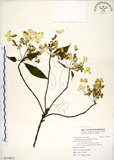 中文名:華八仙(S114815)學名:Hydrangea chinensis Maxim.(S114815)英文名:Chinese Hydrangea