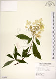 中文名:華八仙(S114828)學名:Hydrangea chinensis Maxim.(S114828)英文名:Chinese Hydrangea