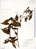 中文名:華八仙(S115051)學名:Hydrangea chinensis Maxim.(S115051)英文名:Chinese Hydrangea