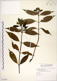 中文名:華八仙(S115053)學名:Hydrangea chinensis Maxim.(S115053)英文名:Chinese Hydrangea