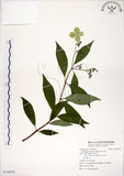 中文名:華八仙(S116276)學名:Hydrangea chinensis Maxim.(S116276)英文名:Chinese Hydrangea