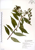 中文名:華八仙(S116294)學名:Hydrangea chinensis Maxim.(S116294)英文名:Chinese Hydrangea
