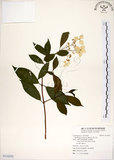 中文名:華八仙(S116351)學名:Hydrangea chinensis Maxim.(S116351)英文名:Chinese Hydrangea