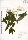 中文名:華八仙(S116578)學名:Hydrangea chinensis Maxim.(S116578)英文名:Chinese Hydrangea