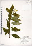 中文名:華八仙(S118707)學名:Hydrangea chinensis Maxim.(S118707)英文名:Chinese Hydrangea