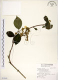 中文名:華八仙(S119030)學名:Hydrangea chinensis Maxim.(S119030)英文名:Chinese Hydrangea