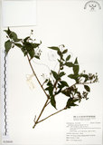 中文名:華八仙(S120650)學名:Hydrangea chinensis Maxim.(S120650)英文名:Chinese Hydrangea
