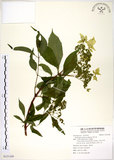 中文名:華八仙(S121169)學名:Hydrangea chinensis Maxim.(S121169)英文名:Chinese Hydrangea