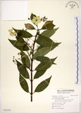 中文名:華八仙(S121219)學名:Hydrangea chinensis Maxim.(S121219)英文名:Chinese Hydrangea