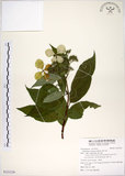 中文名:華八仙(S121238)學名:Hydrangea chinensis Maxim.(S121238)英文名:Chinese Hydrangea