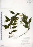中文名:華八仙(S122072)學名:Hydrangea chinensis Maxim.(S122072)英文名:Chinese Hydrangea