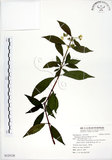 中文名:華八仙(S125128)學名:Hydrangea chinensis Maxim.(S125128)英文名:Chinese Hydrangea