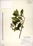 中文名:華八仙(S125824)學名:Hydrangea chinensis Maxim.(S125824)英文名:Chinese Hydrangea