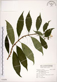 中文名:華八仙(S126294)學名:Hydrangea chinensis Maxim.(S126294)英文名:Chinese Hydrangea
