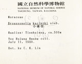 中文名:構樹(S000646)學名:Broussonetia papyrifera (L.) LHerit. ex Vent.(S000646)英文名:Kou-shui, Paper Mulberry